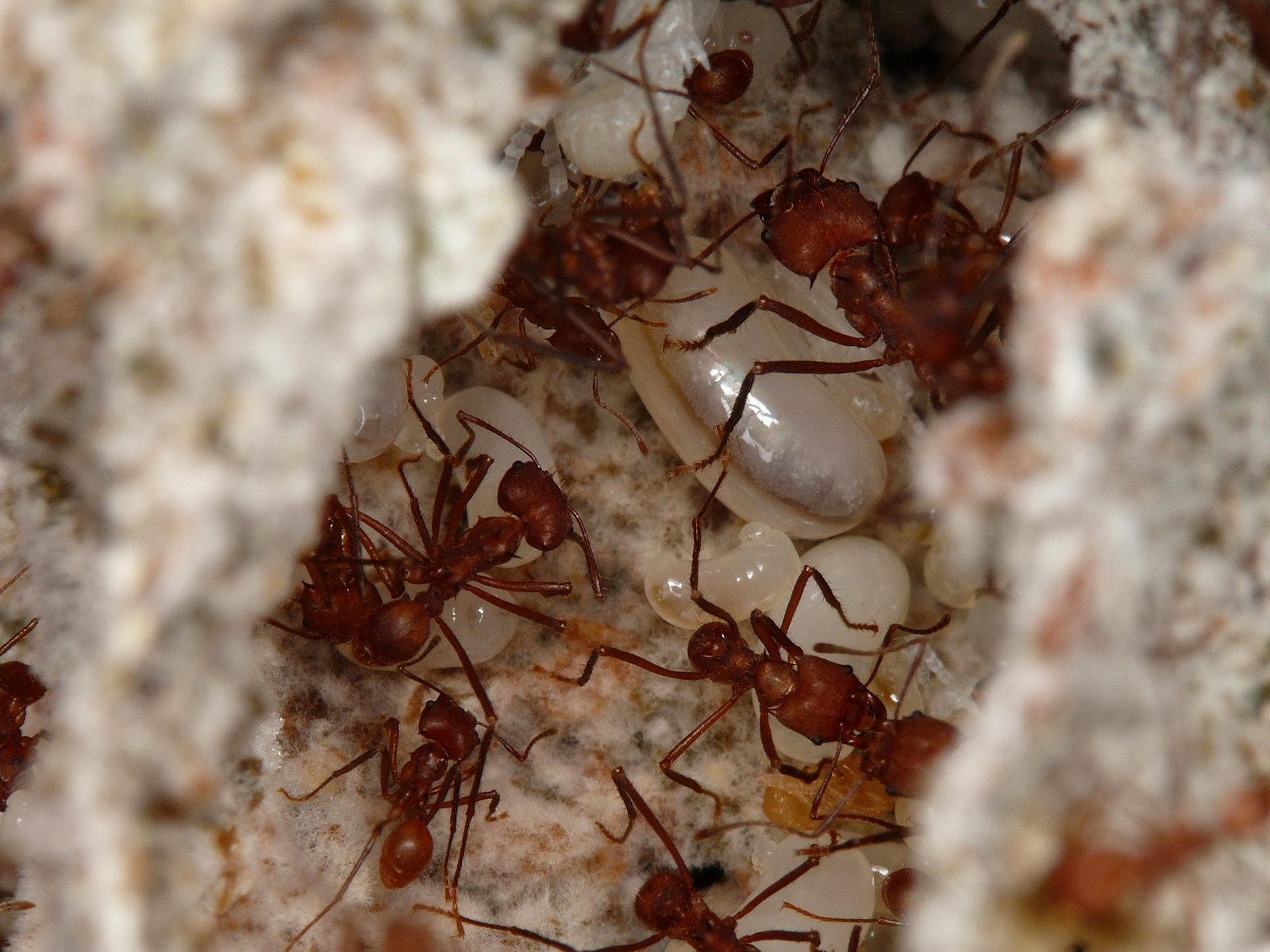 atta , listove mravce , chov mravcov 